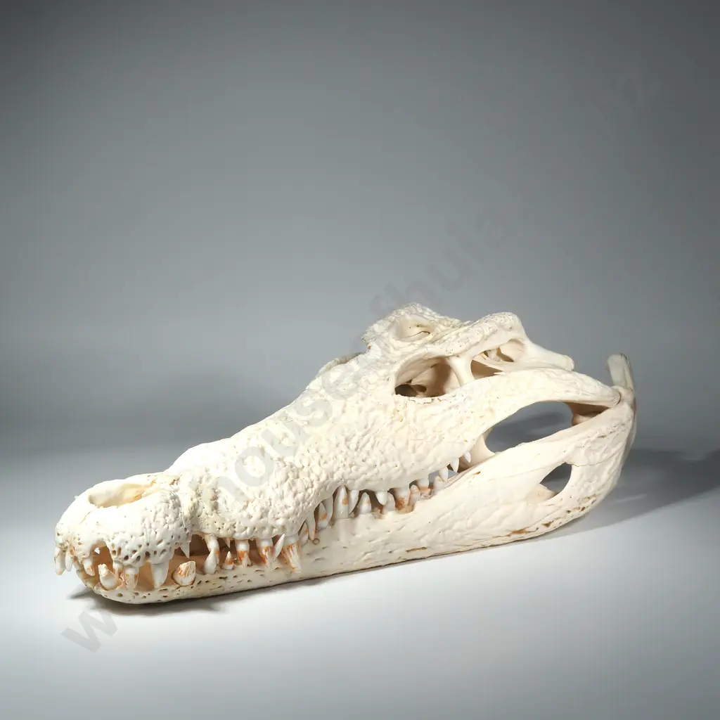 Crocodile Skull Image 1++
