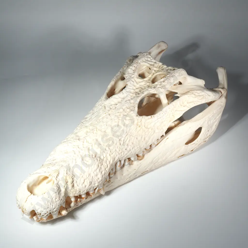 Crocodile Skull Image 1++