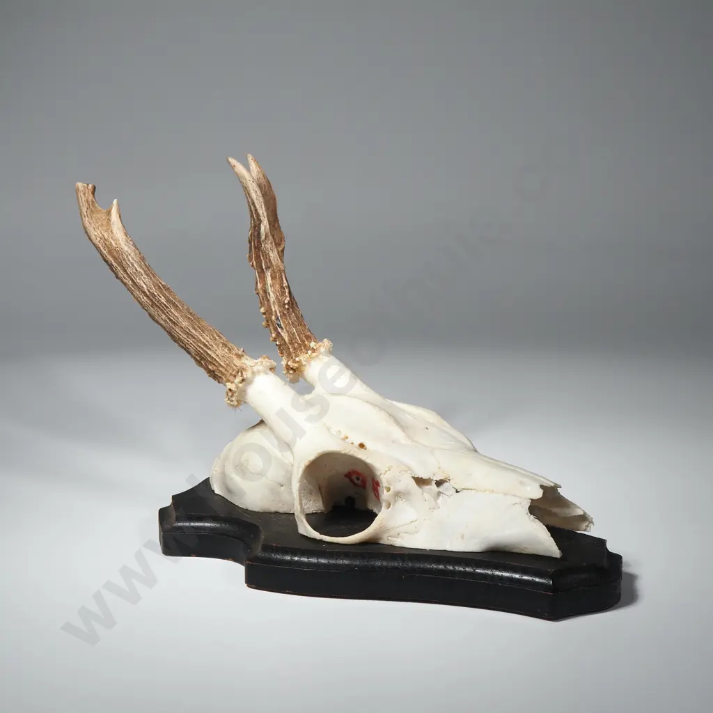 Mounted Roe Deer Skull Image 1++