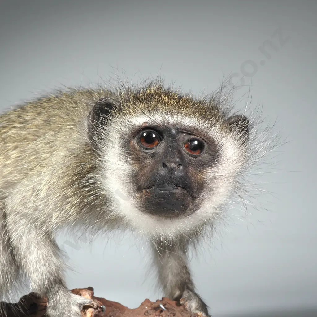 A Taxidermied Vervet Monkey (Chlorocebus Pygerythrus) on Driftwood Image 1++