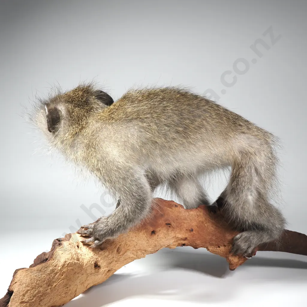 A Taxidermied Vervet Monkey (Chlorocebus Pygerythrus) on Driftwood Image 1++