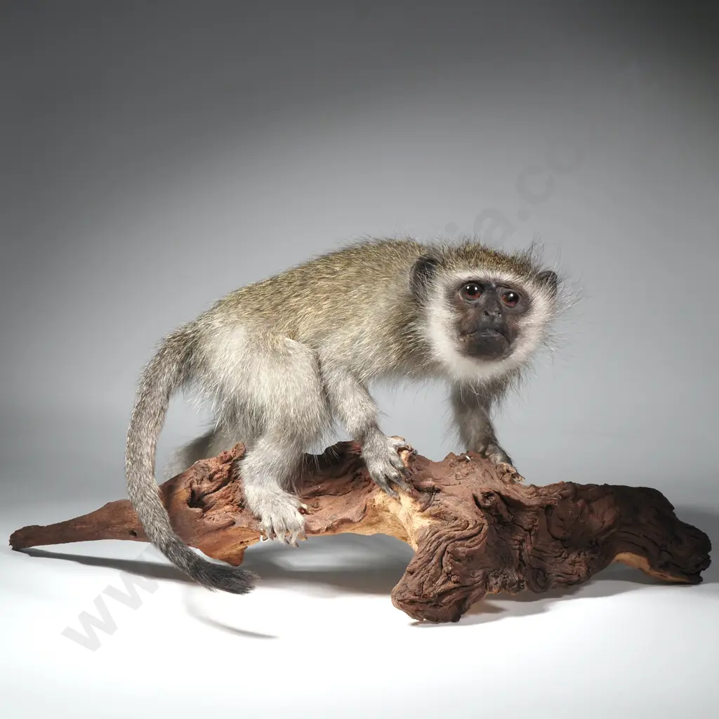 A Taxidermied Vervet Monkey (Chlorocebus Pygerythrus) on Driftwood Image 1++