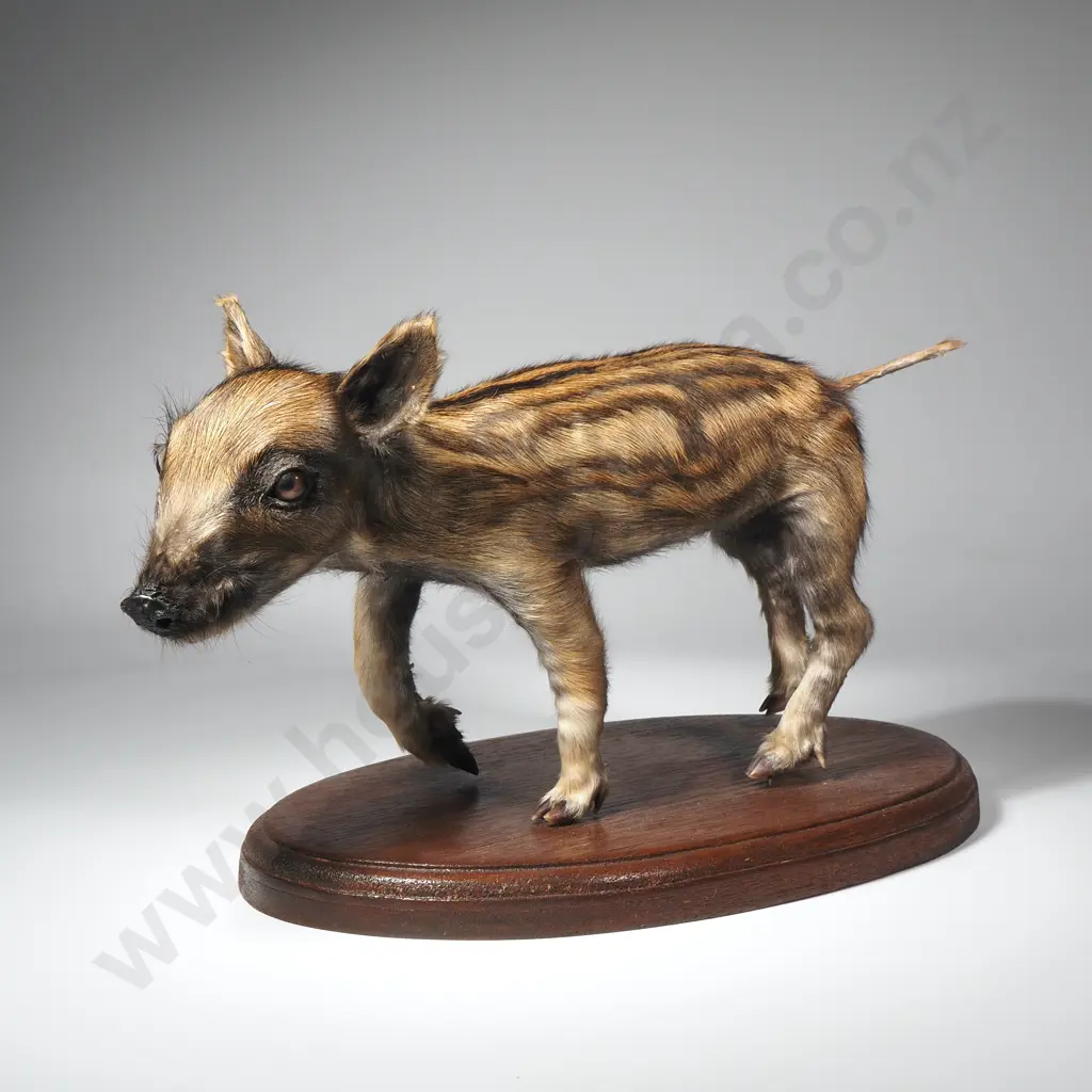 Taxidermied Wild Boar Piglet Image 1++