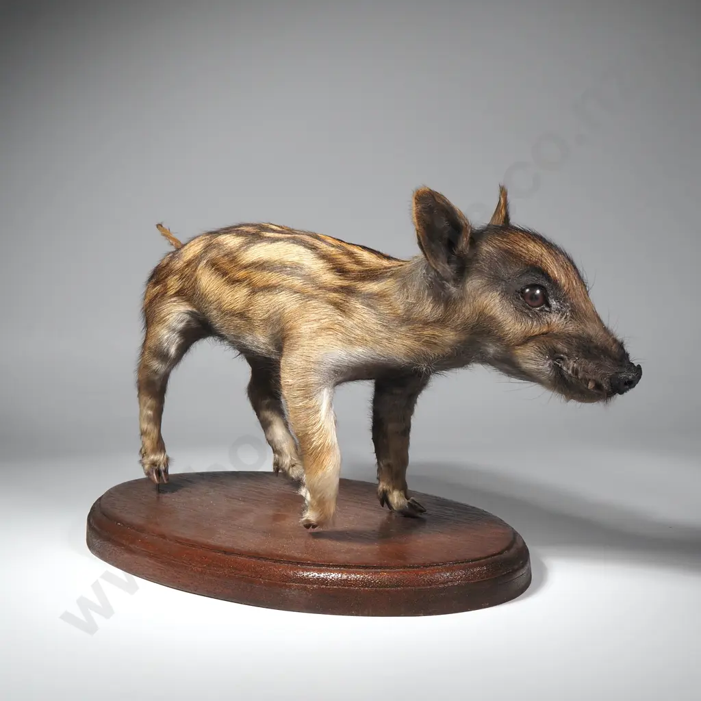 Taxidermied Wild Boar Piglet Image 1++