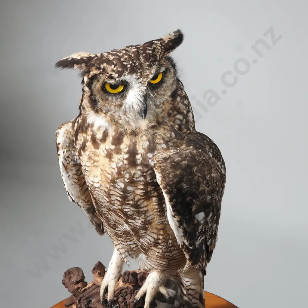 Spotted Eagle Owl on Driftwood Branch & w an Oval Base Image 1++