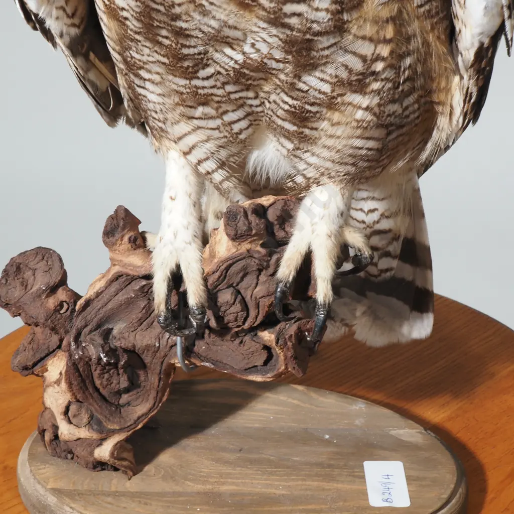 Spotted Eagle Owl on Driftwood Branch & w an Oval Base Image 1++