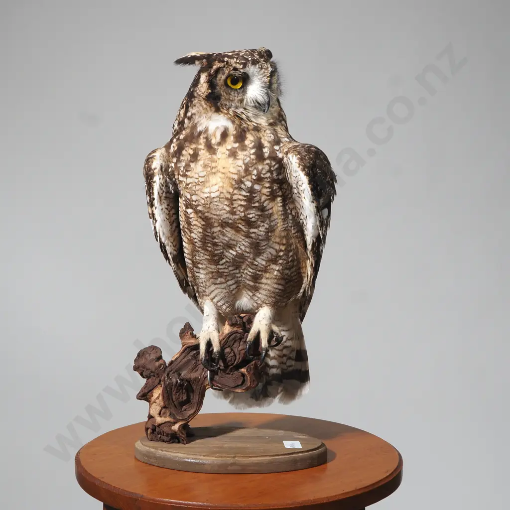 Spotted Eagle Owl on Driftwood Branch & w an Oval Base Image 1++