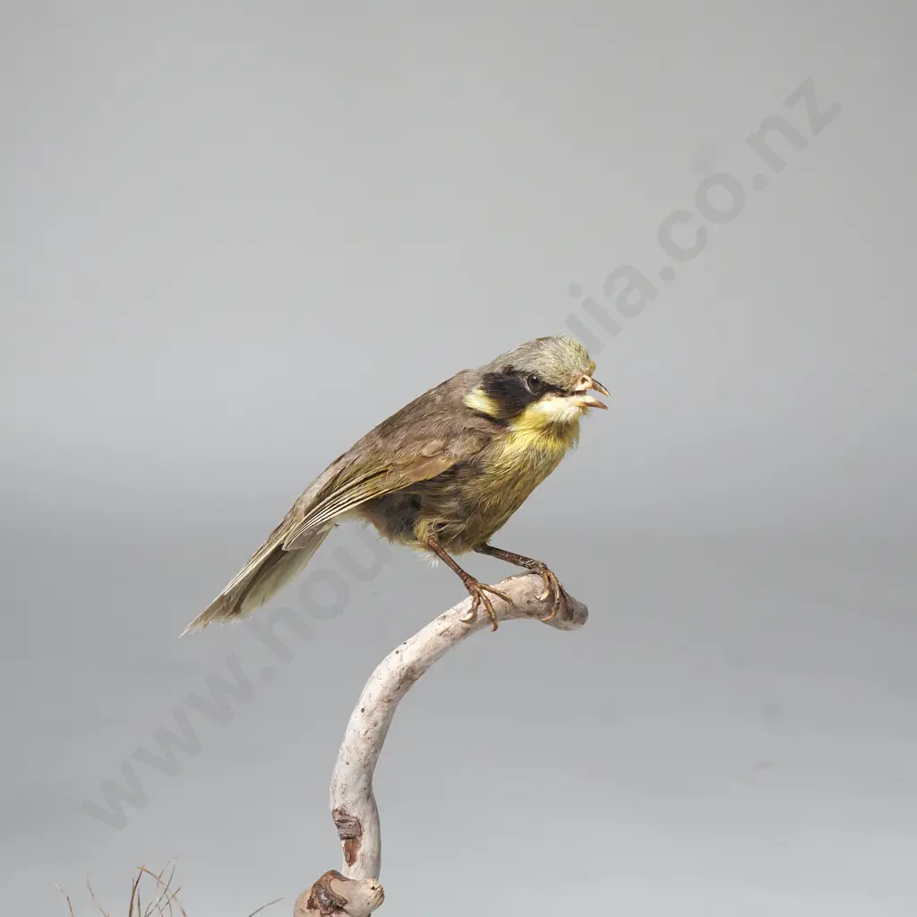 Taxidermied Australian Helmeted Honeyeater  Sitting on a Branch & in a Glass Dome - Exceptionally Scarce, Almost Extinct Image 1++