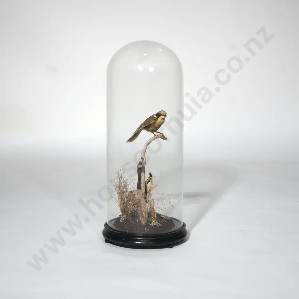 Taxidermied Australian Helmeted Honeyeater  Sitting on a Branch & in a Glass Dome - Exceptionally Scarce, Almost Extinct Image 1++
