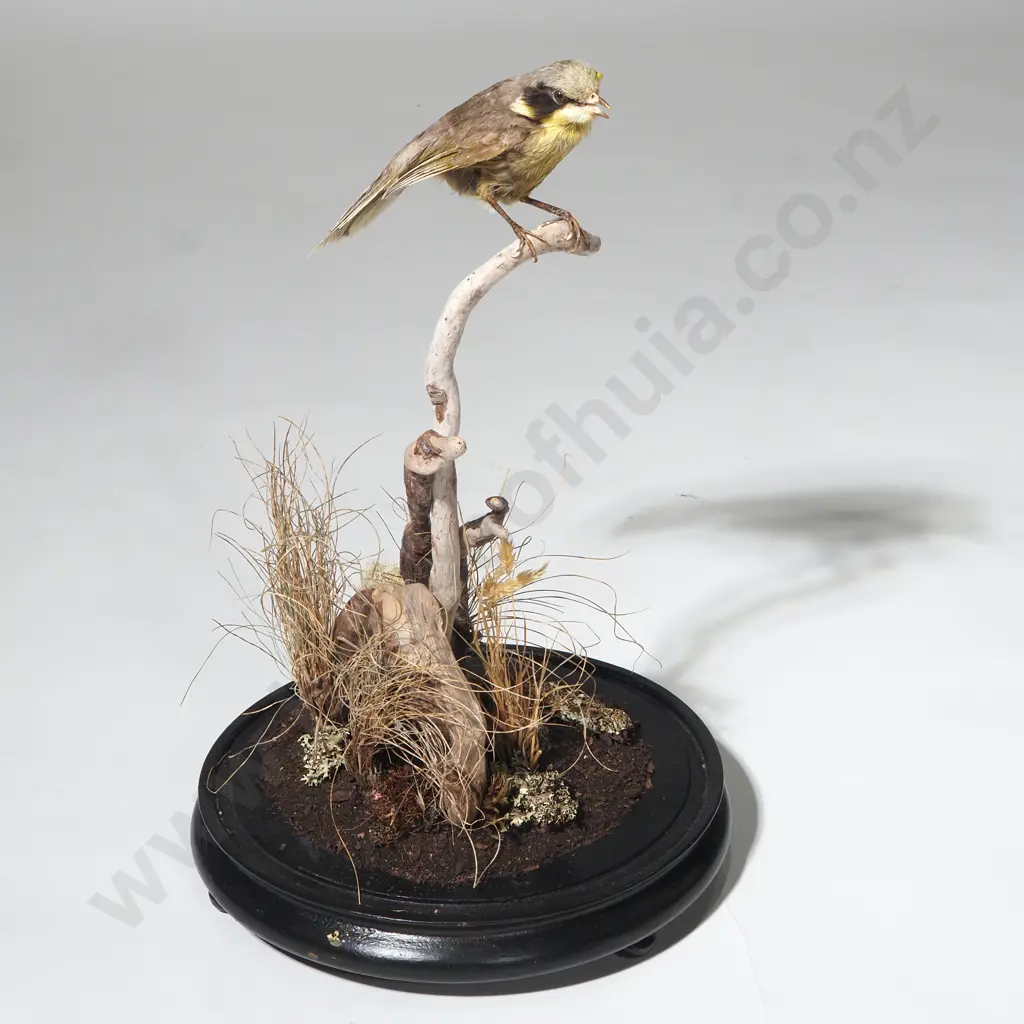 Taxidermied Australian Helmeted Honeyeater  Sitting on a Branch & in a Glass Dome - Exceptionally Scarce, Almost Extinct Image 1++