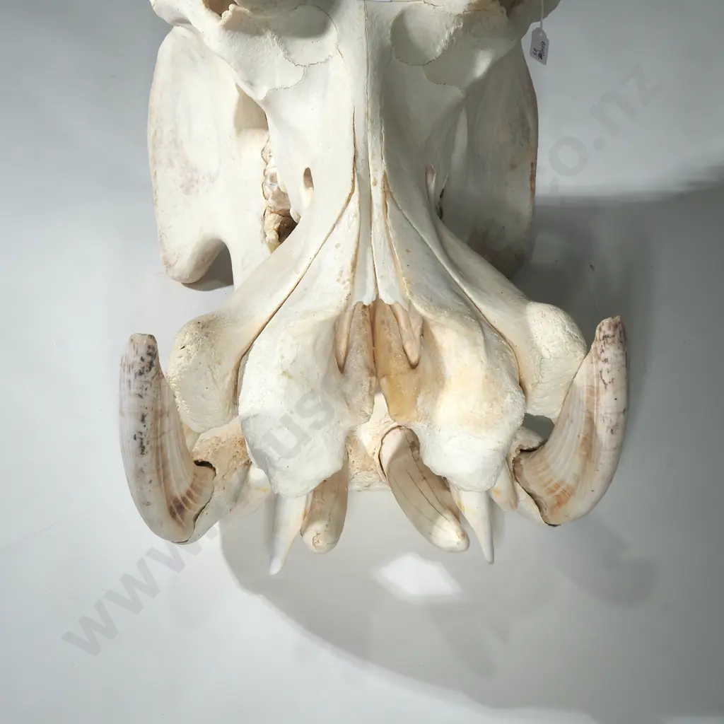 Huge Hippo Skull Image 1++