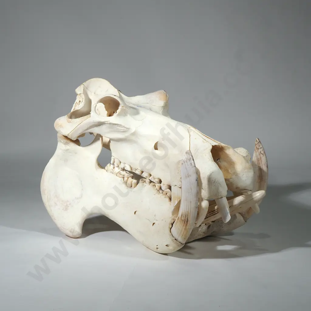 Huge Hippo Skull Image 1++