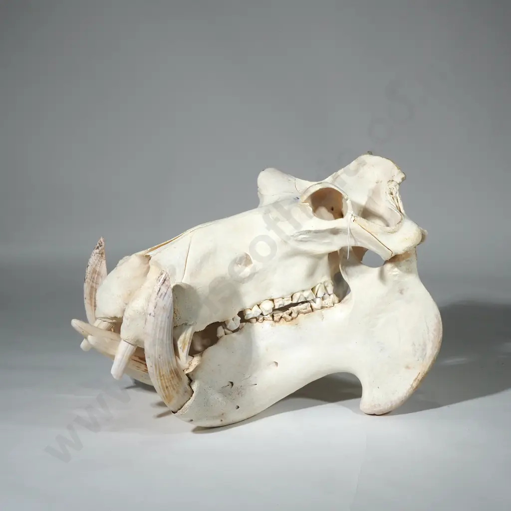 Huge Hippo Skull Image 1++