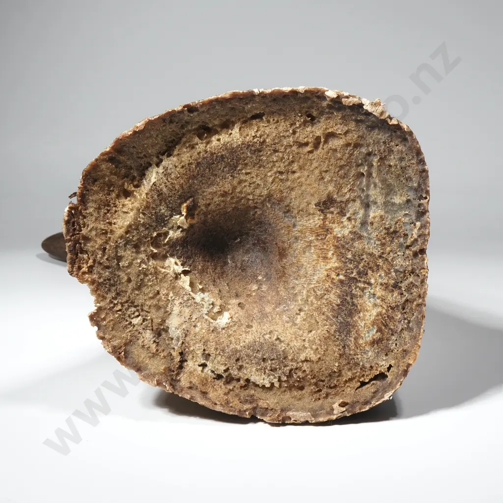 Three Kilograms of Rhino Horn Image 1++