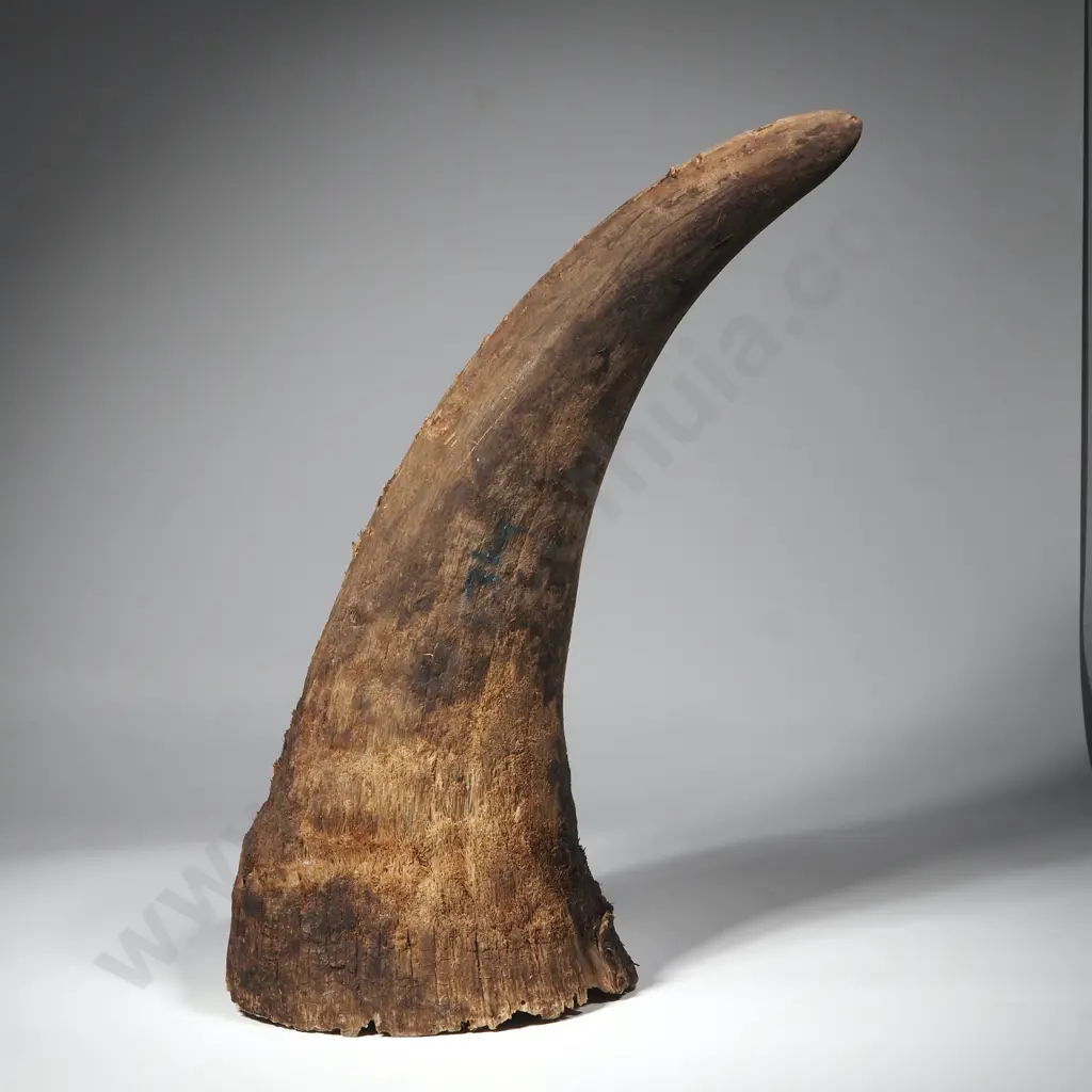 Three Kilograms of Rhino Horn Image 1++