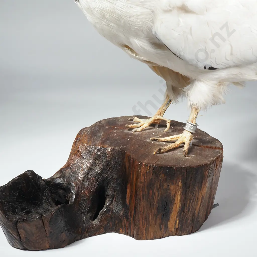 Taxidermied Tippler Pigeon on Naturalistic Wood Base Image 1++