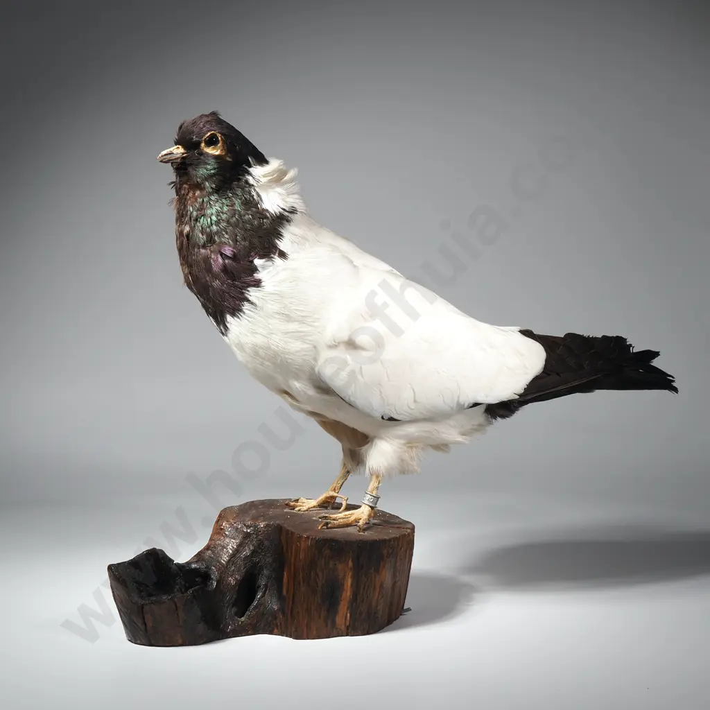 Taxidermied Tippler Pigeon on Naturalistic Wood Base Image 1++