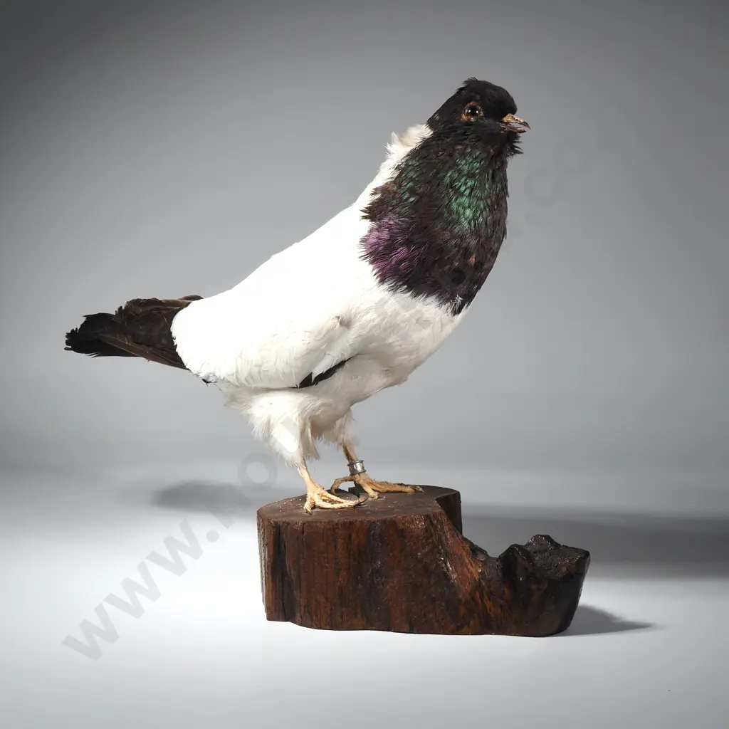 Taxidermied Tippler Pigeon on Naturalistic Wood Base Image 1++