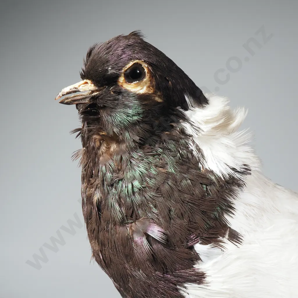Taxidermied Tippler Pigeon on Naturalistic Wood Base Image 1++