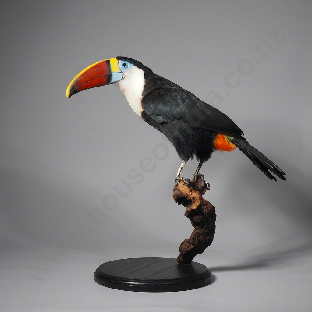 Taxidermy Red-billed Toucan (Ramphastos tucanus) on Driftwood Stand Resting on a Black Oval Base Image 1++