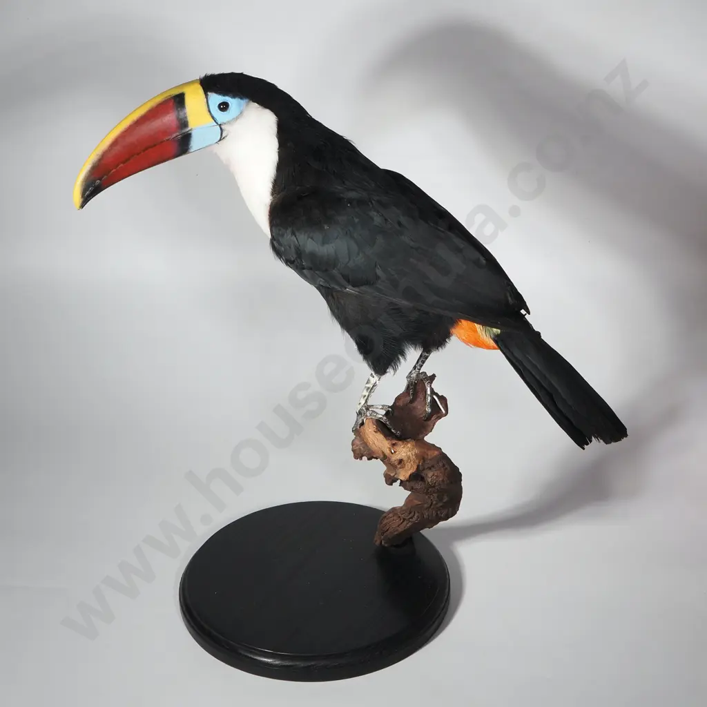 Taxidermy Red-billed Toucan (Ramphastos tucanus) on Driftwood Stand Resting on a Black Oval Base Image 1++