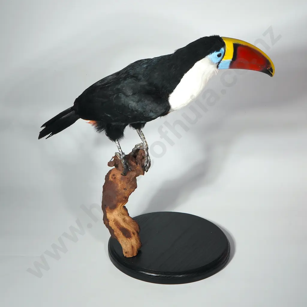 Taxidermy Red-billed Toucan (Ramphastos tucanus) on Driftwood Stand Resting on a Black Oval Base Image 1++