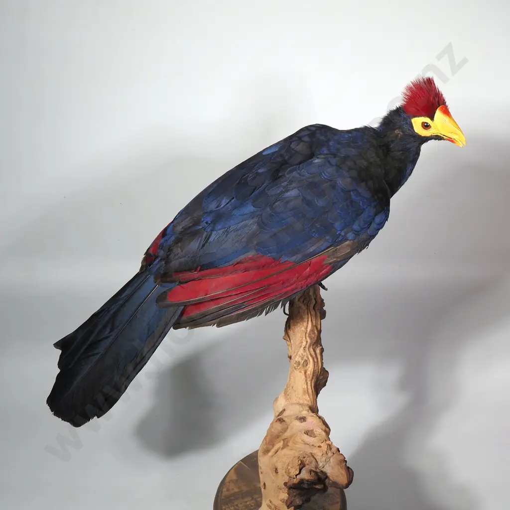 Taxidermied Lady Ross's Turaco (Musophaga Rossae) w Vibrant Red Crest & Yellow & Red Beak Image 1++