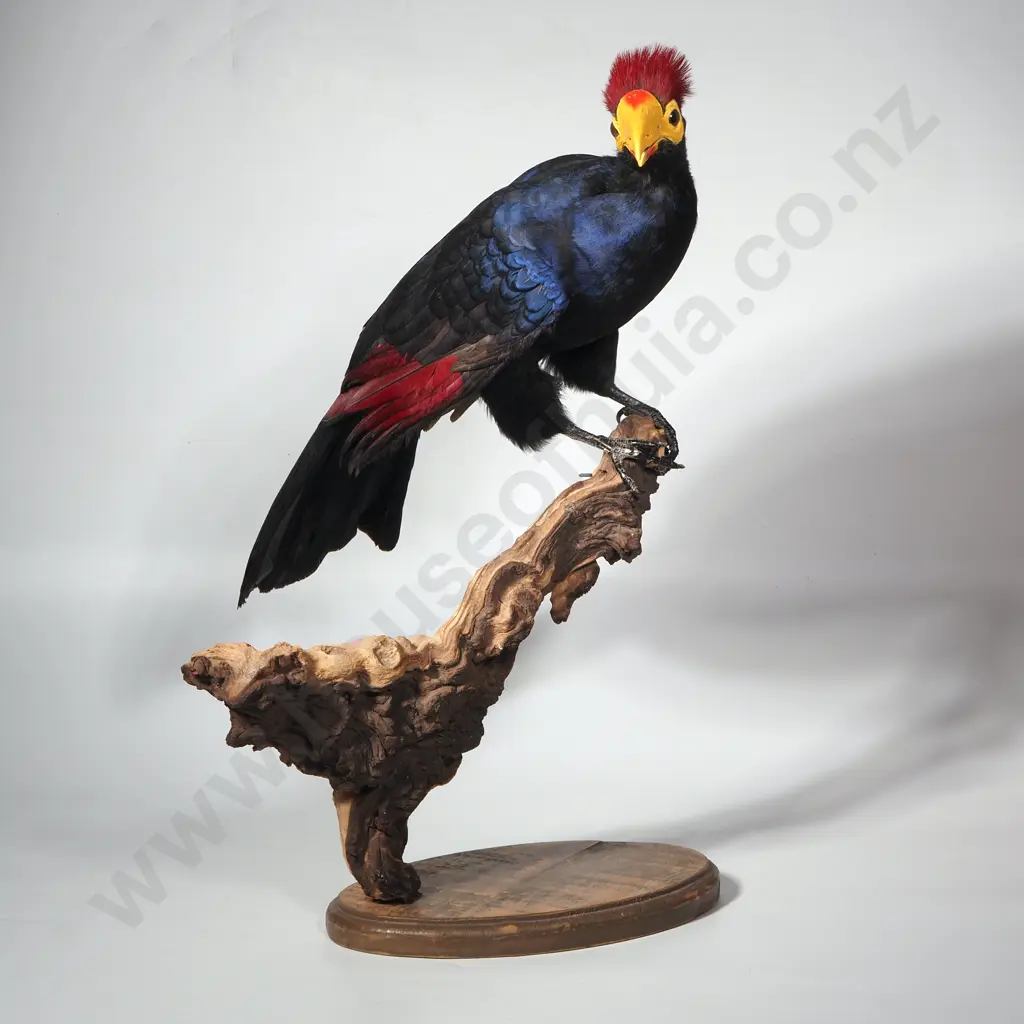 Taxidermied Lady Ross's Turaco (Musophaga Rossae) w Vibrant Red Crest & Yellow & Red Beak Image 1++