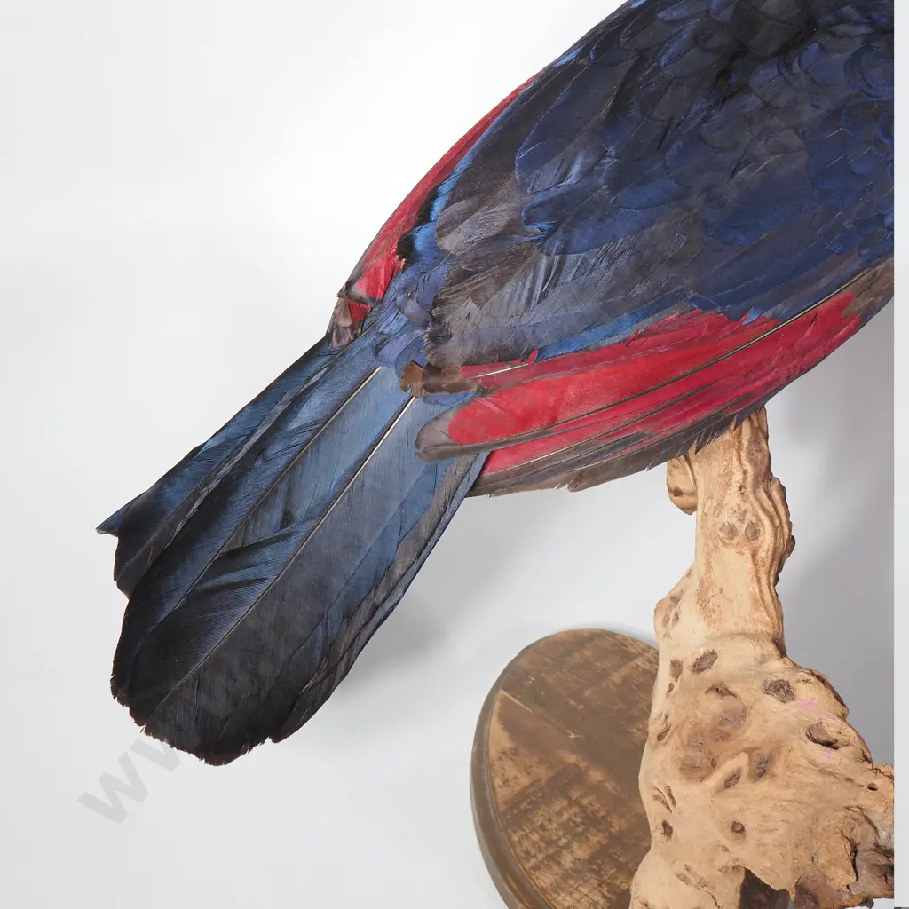 Taxidermied Lady Ross's Turaco (Musophaga Rossae) w Vibrant Red Crest & Yellow & Red Beak Image 1++