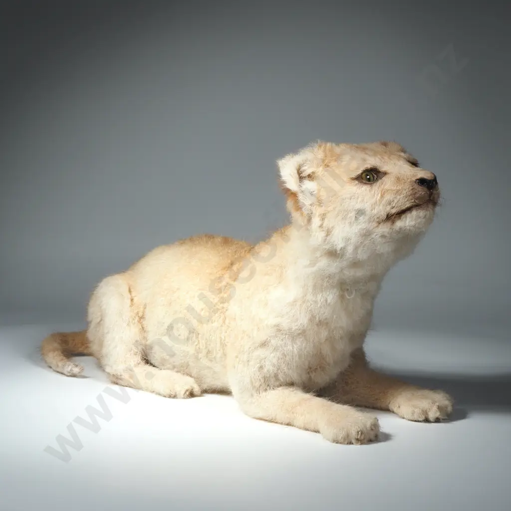 Taxidermy Still Born Lion Club Image 1++