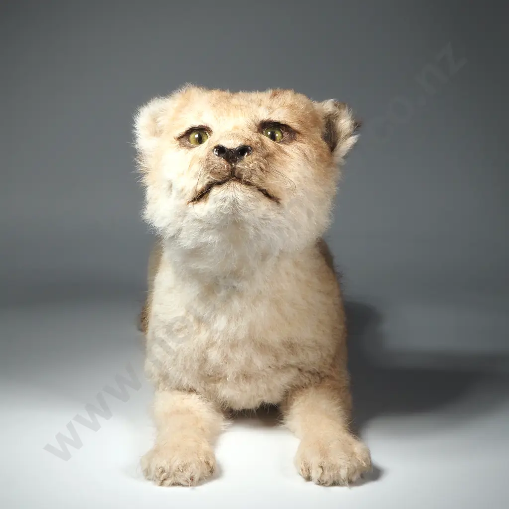 Taxidermy Still Born Lion Club Image 1++