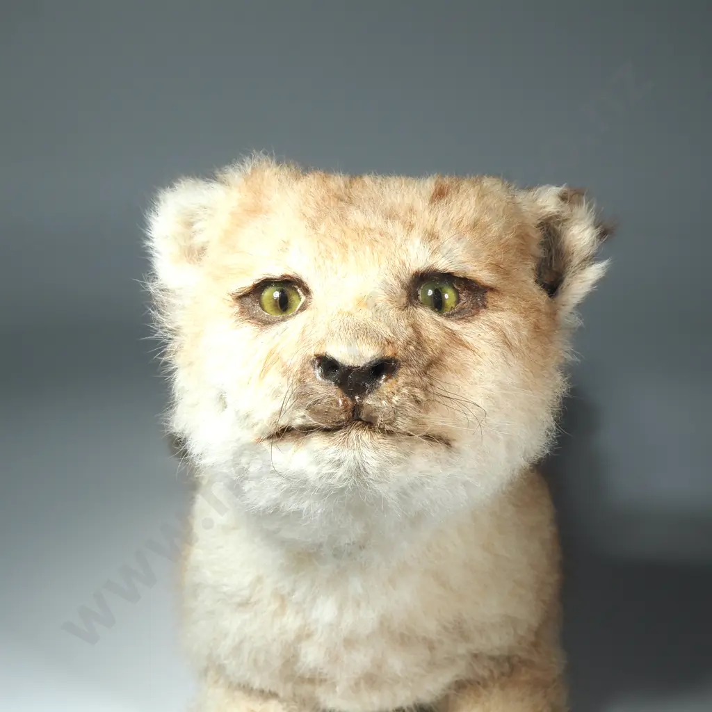 Taxidermy Still Born Lion Club Image 1++