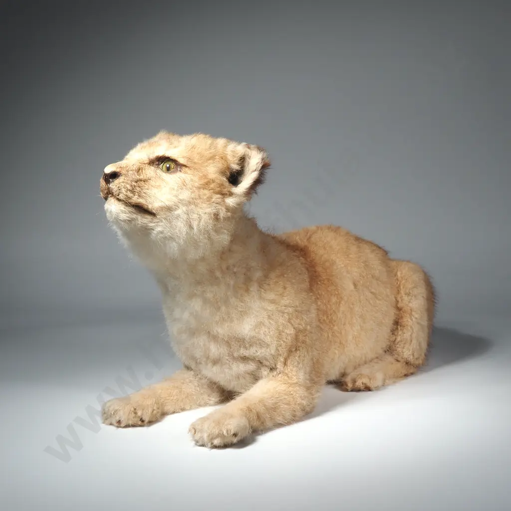 Taxidermy Still Born Lion Club Image 1++
