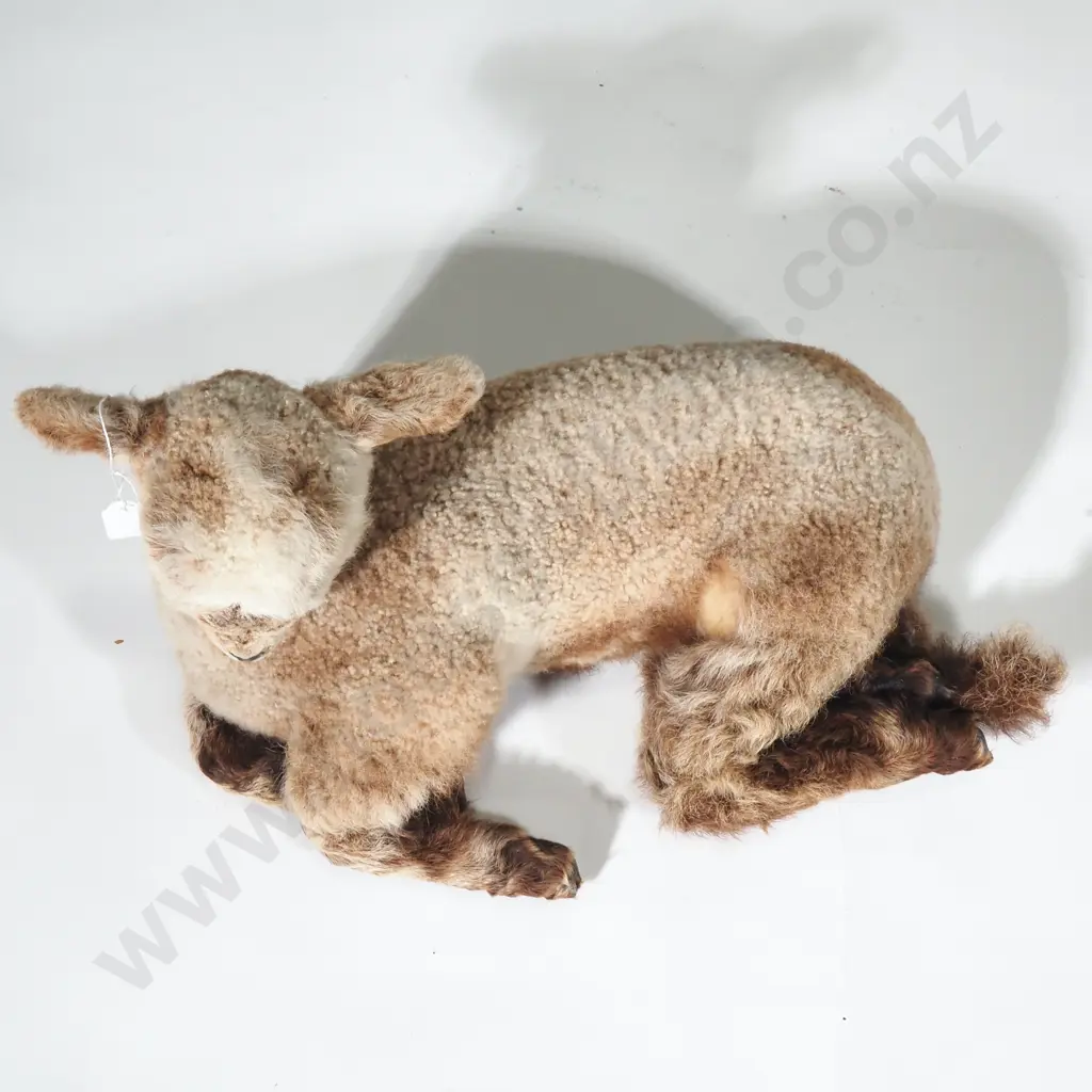 Taxidermied Alpaca Foal Image 1++