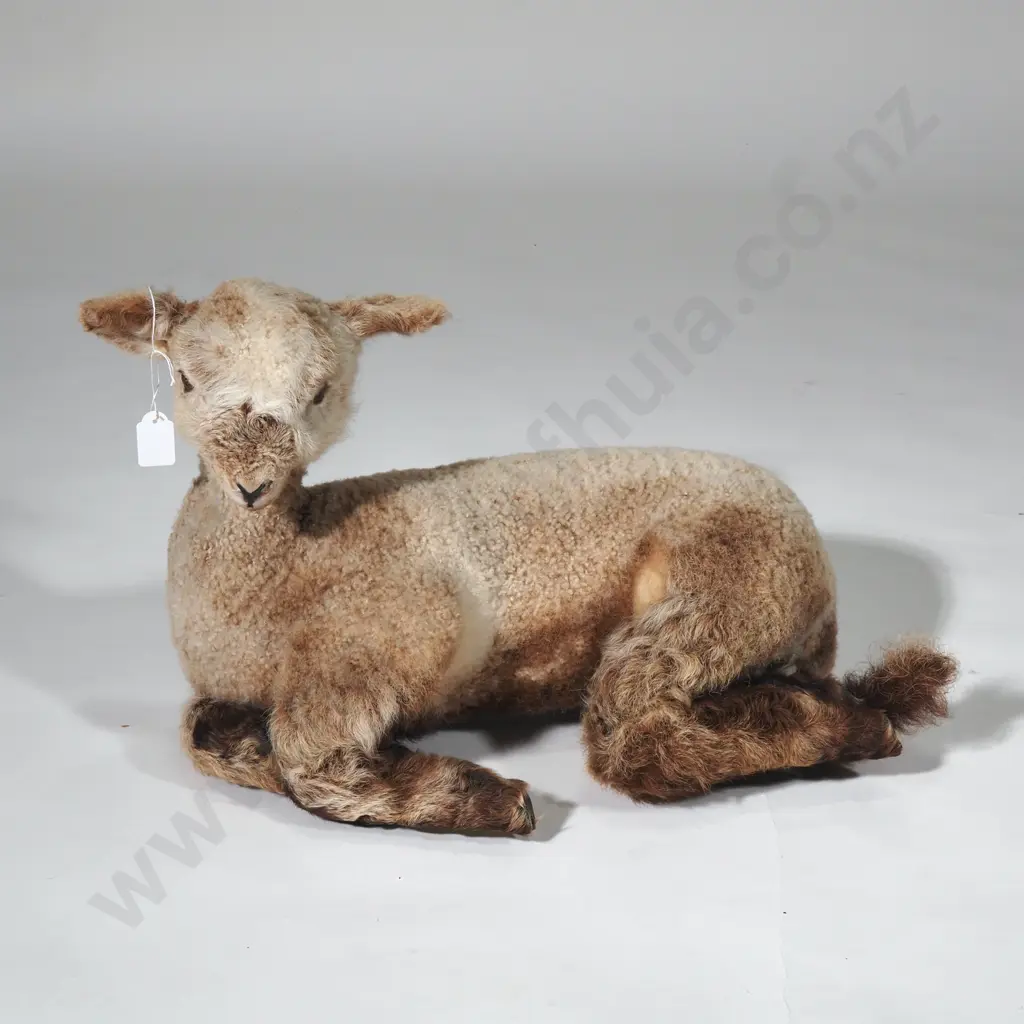 Taxidermied Alpaca Foal Image 1++