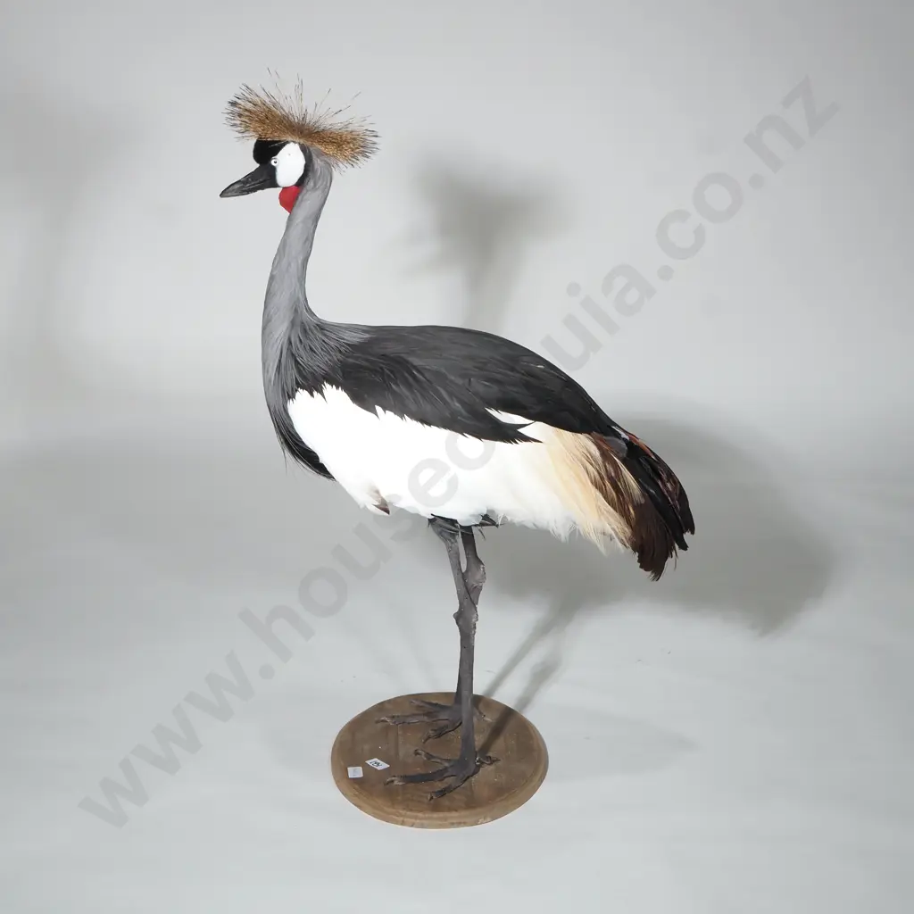 Taxidermy African Crowned Crane w Golden Crown, Red Facial Wattle & Elegant Plummage on Oval Stand Image 1++