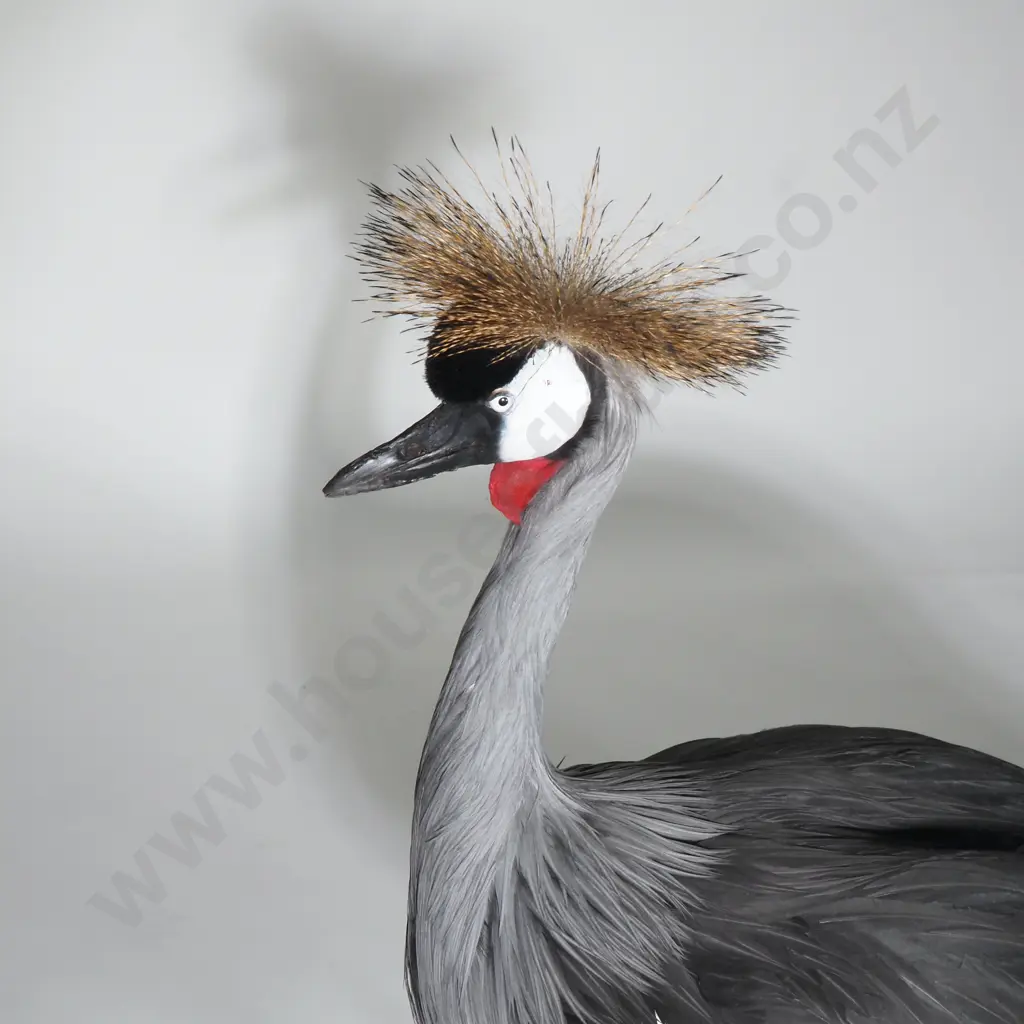 Taxidermy African Crowned Crane w Golden Crown, Red Facial Wattle & Elegant Plummage on Oval Stand Image 1++