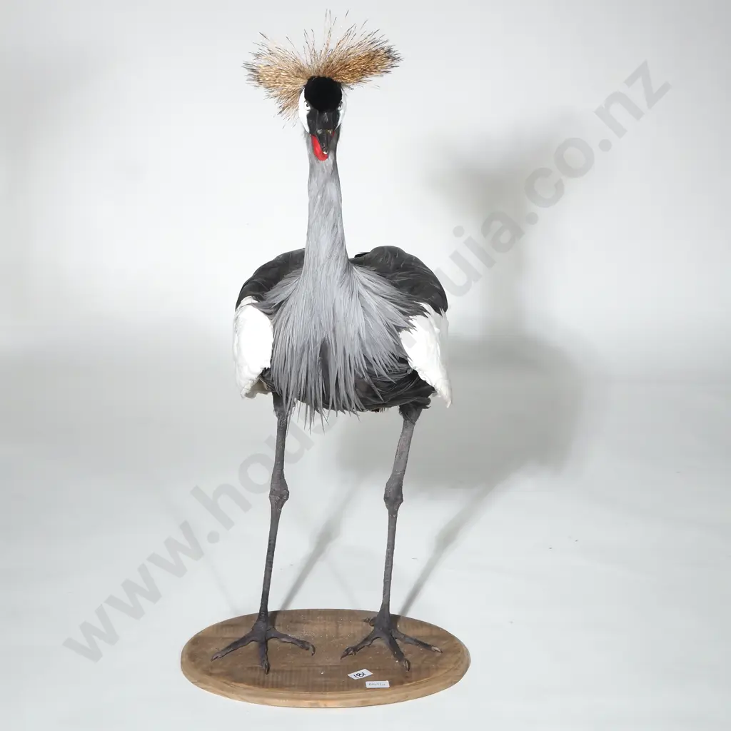 Taxidermy African Crowned Crane w Golden Crown, Red Facial Wattle & Elegant Plummage on Oval Stand Image 1++