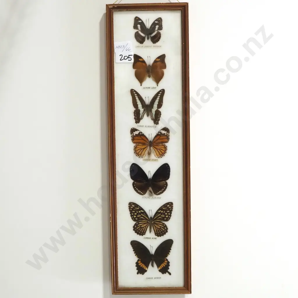 Vintage Taxidermy Butterfly Display Box Image 1++