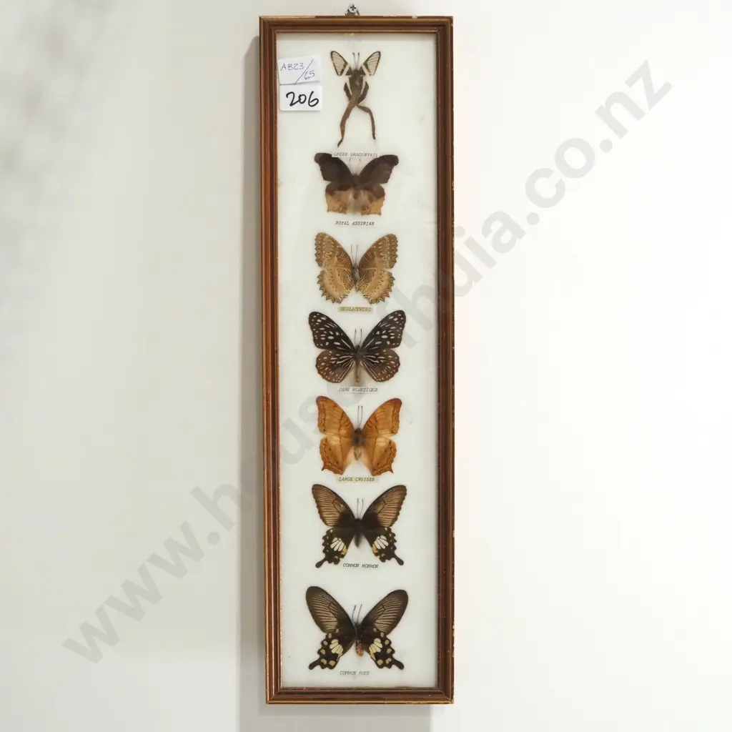 Vintage Taxidermy Butterfly Display Box Image 1++