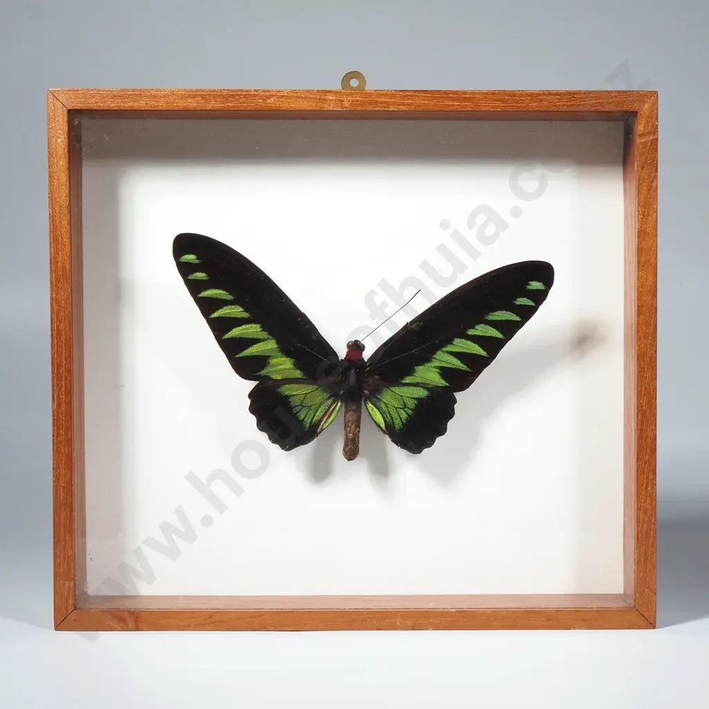 Framed Rajah Brooke's Birdwing Butterfly Specimen w Vibrant Green Wings Image 1++