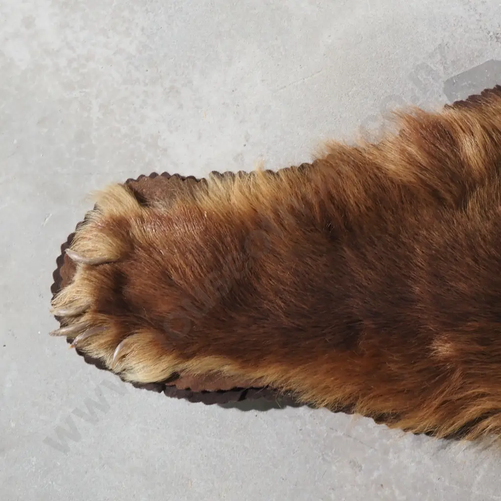 Brown Bear Skin Mounted w Head Image 1++