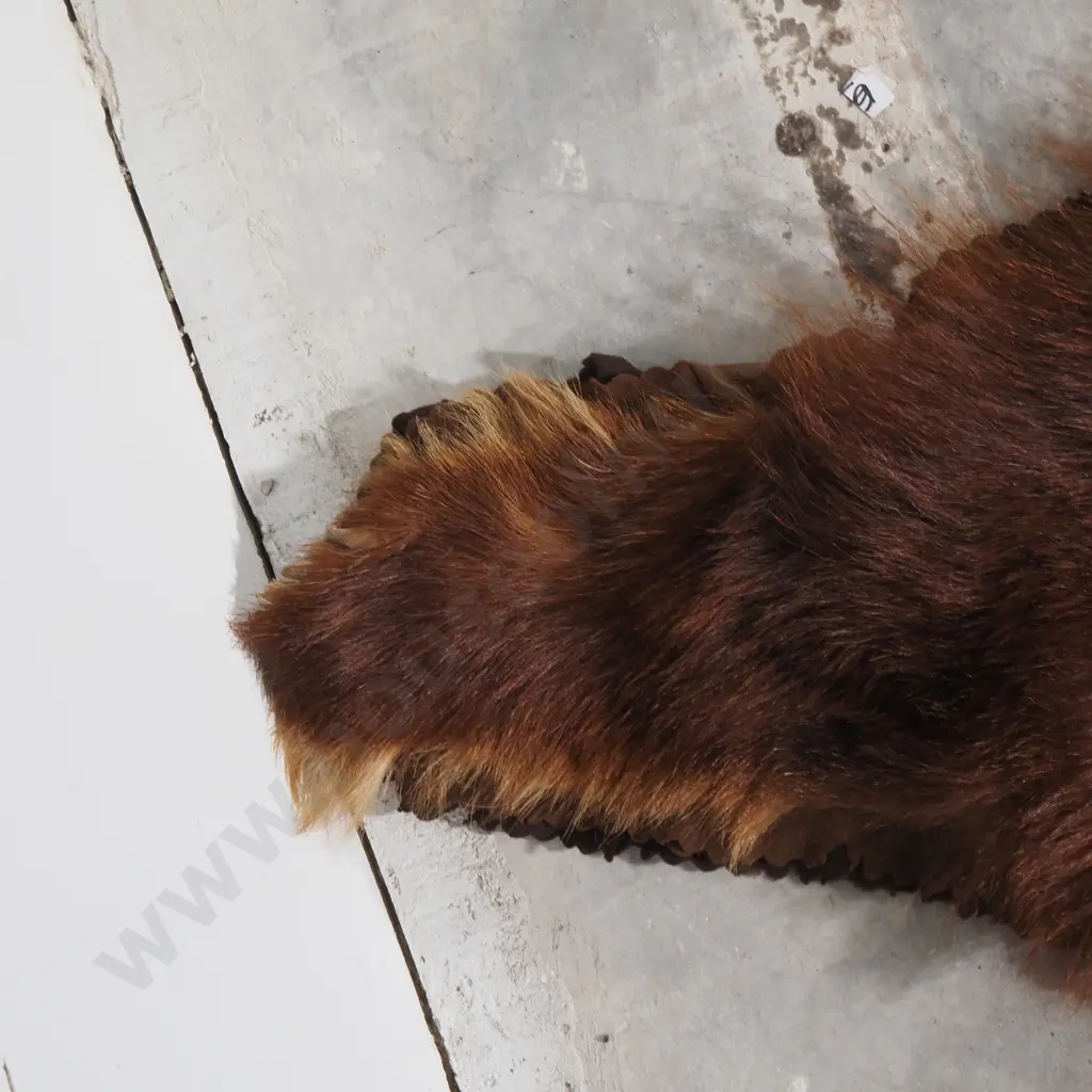 Brown Bear Skin Mounted w Head Image 1++