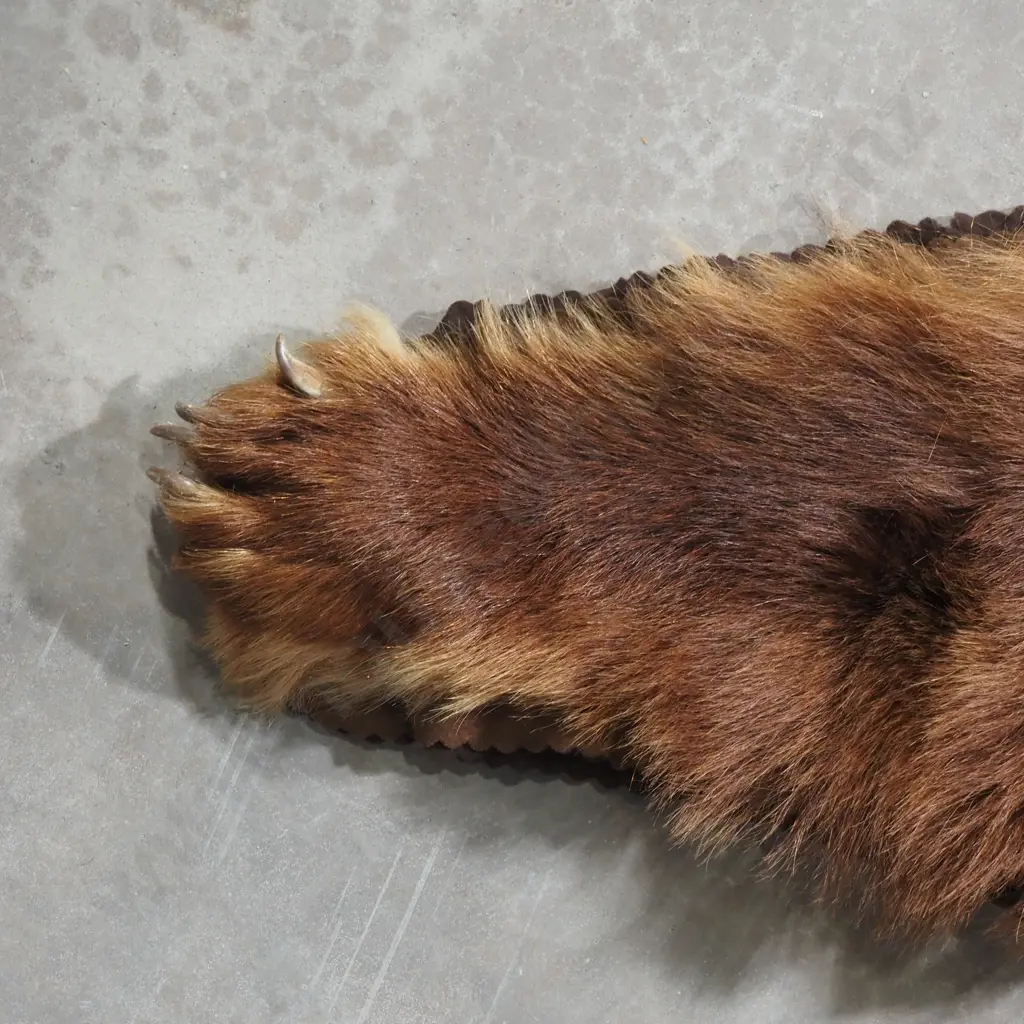 Brown Bear Skin Mounted w Head Image 1++