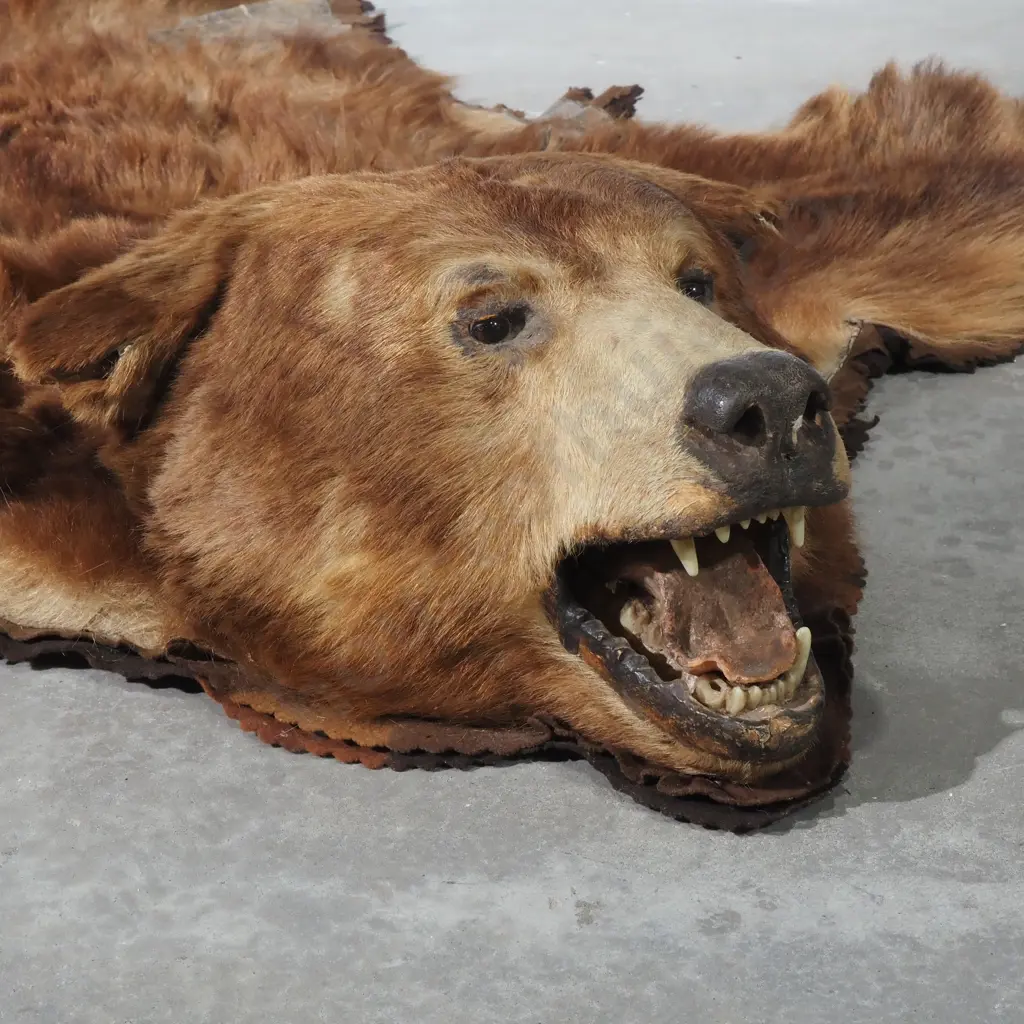 Brown Bear Skin Mounted w Head Image 1++