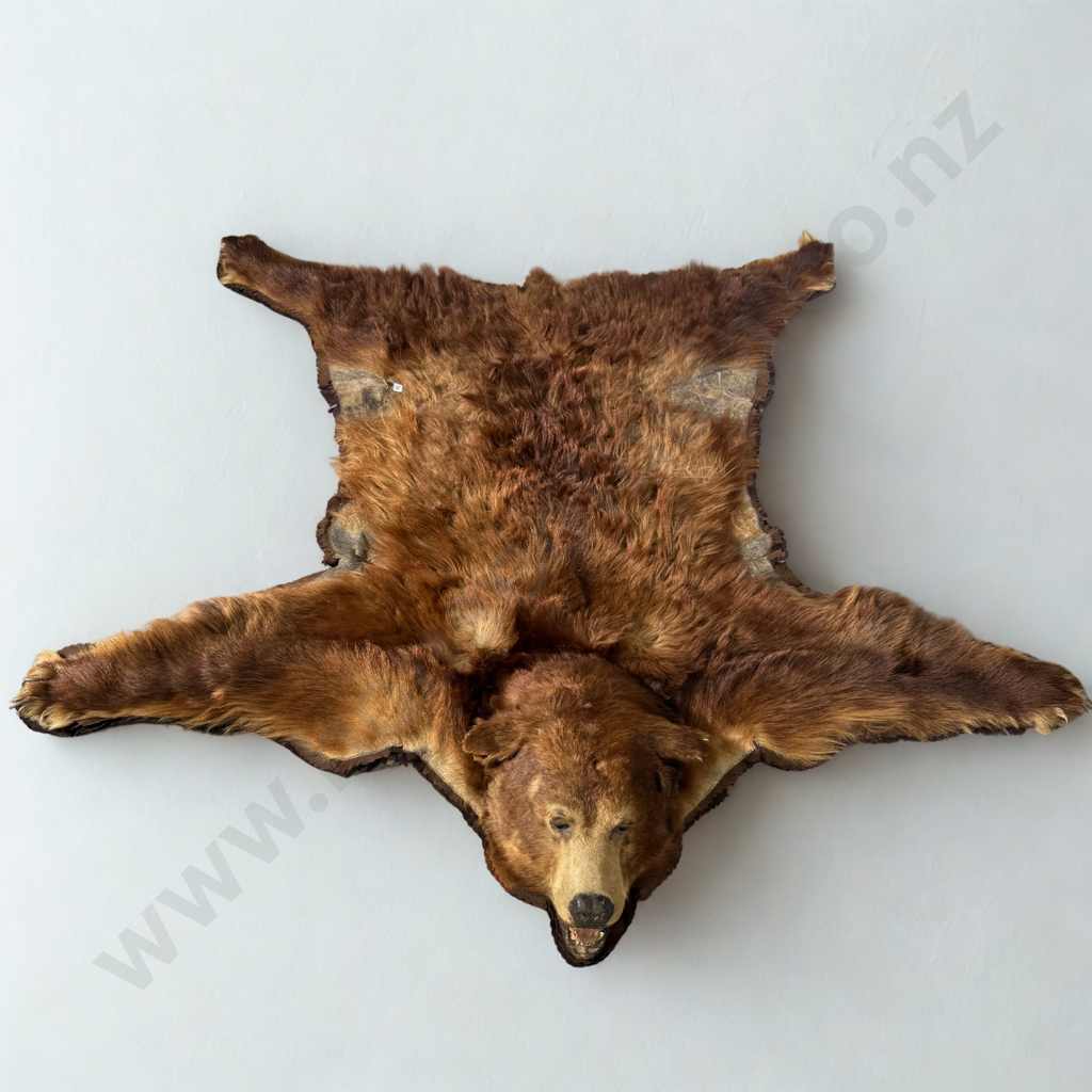 Brown Bear Skin Mounted w Head Image 1++