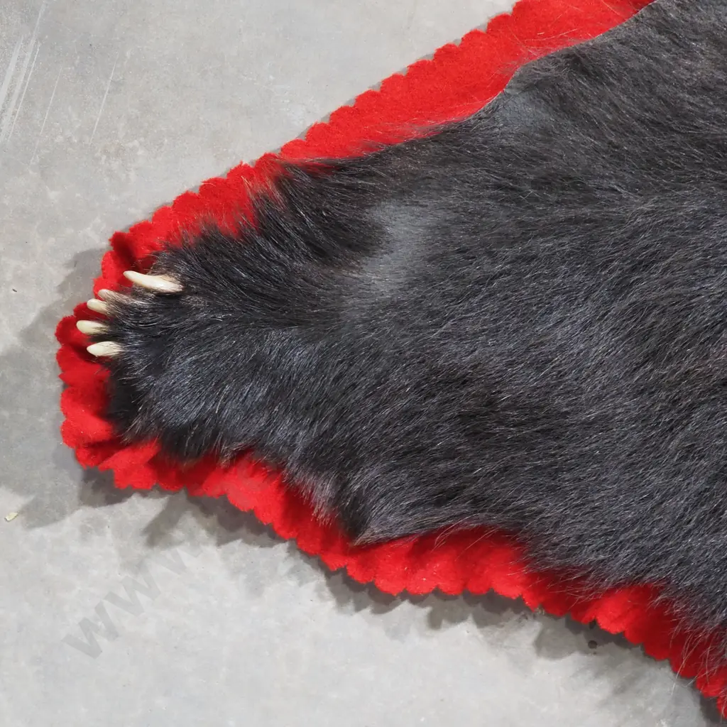 Indian Sloth Bear Rug Image 1++