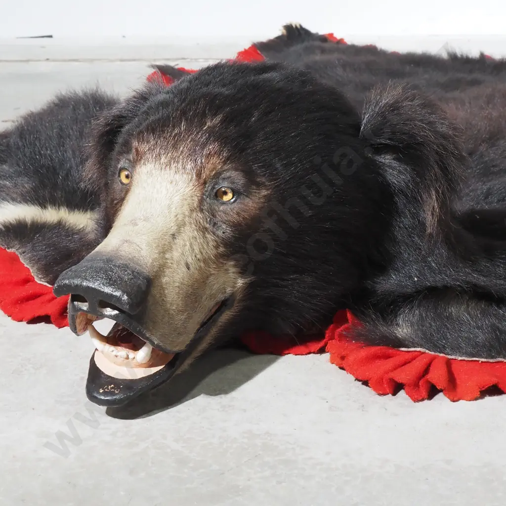 Indian Sloth Bear Rug Image 1++