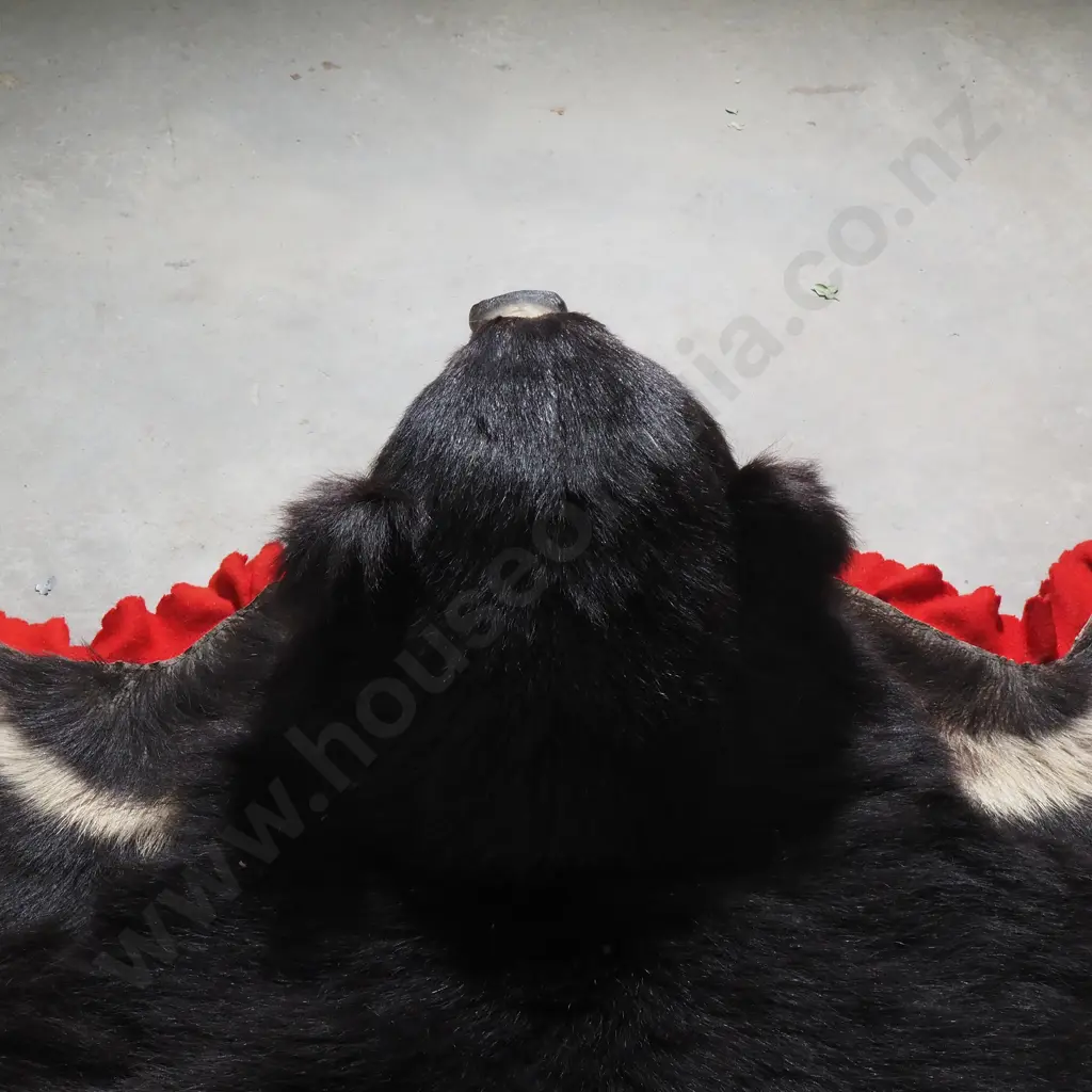 Indian Sloth Bear Rug Image 1++