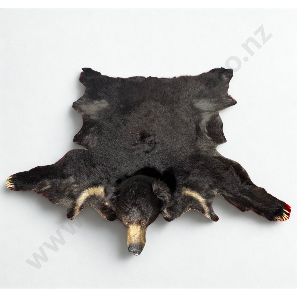 Indian Sloth Bear Rug Image 1++
